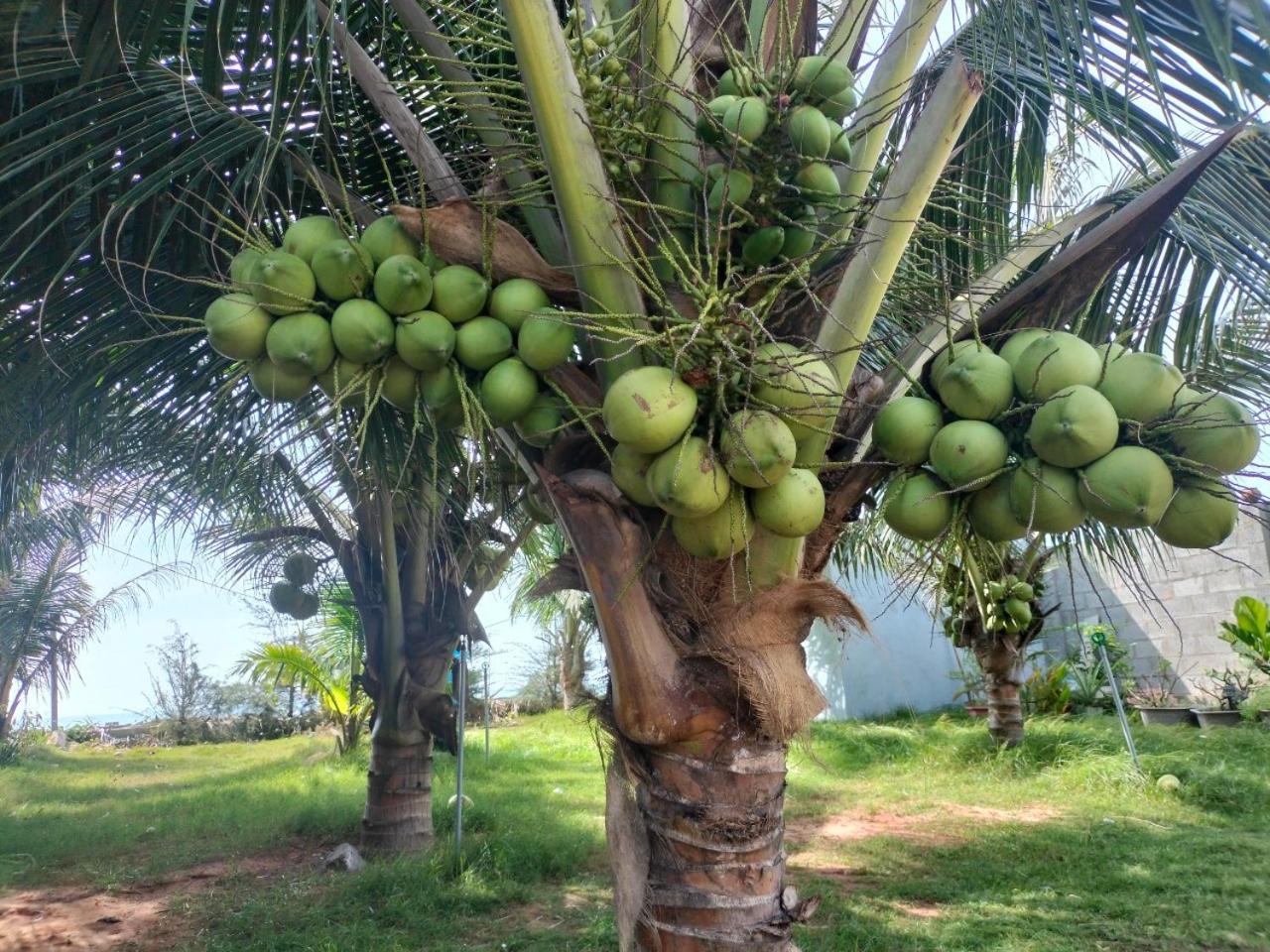 Bien Ngoc Homstay بهان ثيت المظهر الخارجي الصورة